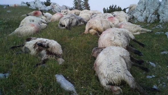 Șoferul unui microbuz a spulberat o turmă de oi pe traseul Chișinău-Hîncești